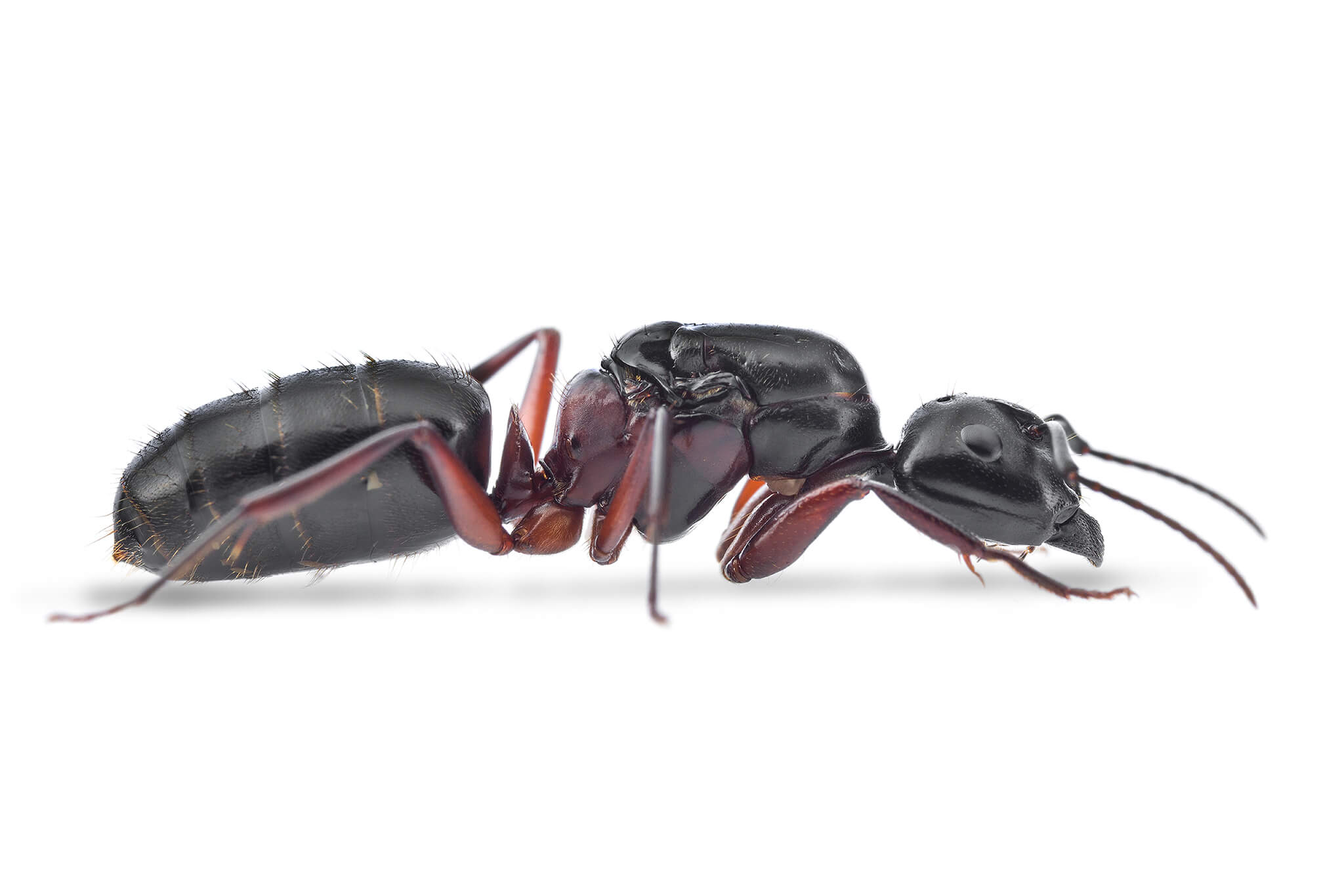 Ant Facts