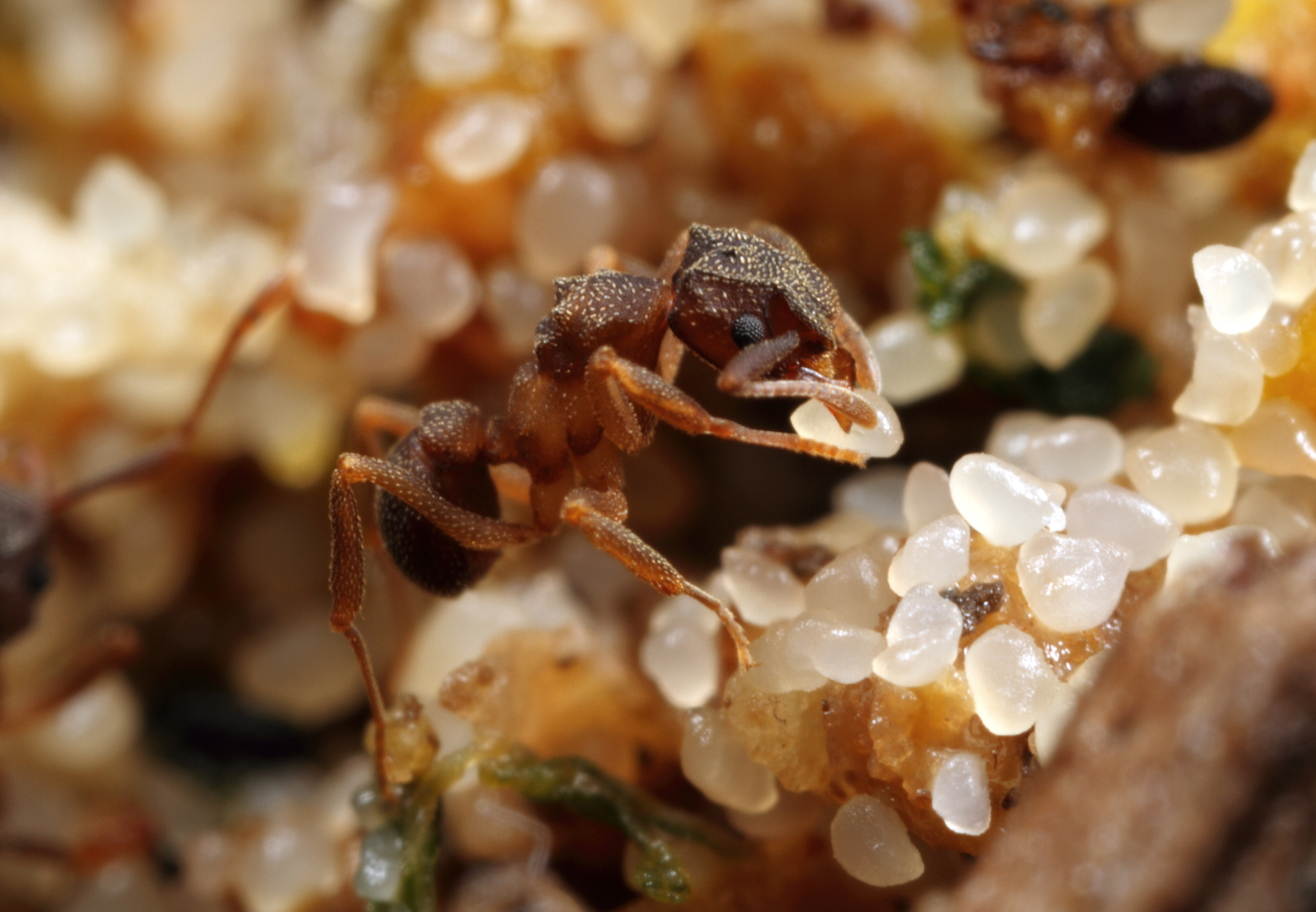 fungus